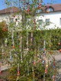 /album/zdobeni-velikonocniho-stromu-18-4-2011/dscn0576-jpg/