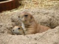 /album/vylet-zoo-hluboka-8-6-2011/img-9289-jpg/