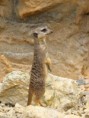 /album/vylet-zoo-hluboka-8-6-2011/img-9326-jpg/