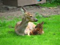 /album/vylet-zoo-hluboka-8-6-2011/img-9398-jpg/