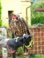 /album/sokolnicke-predstaveni/img-1710-jpg/