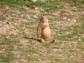 /album/vylet-do-zoo-a-dinoparku-v-plzni-22-5-2012/img-5675-jpg/