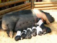 /album/vylet-do-zoo-a-dinoparku-v-plzni-22-5-2012/img-5685-jpg/