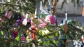 /album/zdobeni-masopustniho-stromu-6-2-2013/img-3756-jpg/