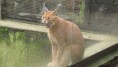 /album/vylet-zoo-liberec-10-6-2013/img-0107-jpg/