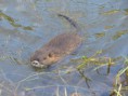 /album/krmime-nutrie/img-6652-jpg/