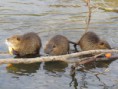 /album/krmime-nutrie/img-6655-jpg/
