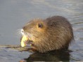 /album/krmime-nutrie/img-6656-jpg/