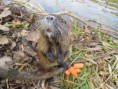 /album/krmime-nutrie/img-6664-jpg/