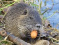 /album/krmime-nutrie/img-6687-jpg/