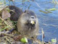 /album/krmime-nutrie/img-6696-jpg/