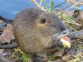 /album/krmime-nutrie/img-6699-jpg/