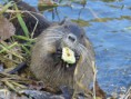 /album/krmime-nutrie/img-6703-jpg/