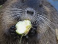 /album/krmime-nutrie/img-6705-jpg/