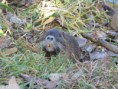 /album/krmime-nutrie/img-6708-jpg/