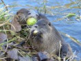 /album/krmime-nutrie/img-6715-jpg/