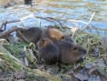 /album/krmime-nutrie/img-6729-jpg/