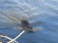 /album/krmime-nutrie/img-6736-jpg/