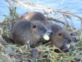 /album/krmime-nutrie/img-6748-jpg/