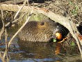 /album/krmime-nutrie/img-6754-jpg/