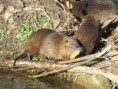 /album/krmime-nutrie/img-6758-jpg/