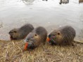 /album/nutrie/img-4094-jpg1/