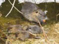 /album/nutrie/img-4113-jpg/