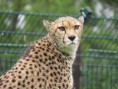 /album/vylet-do-zoo-a-dinoparku-v-plzni-29-5-2014/img-8644-jpg/