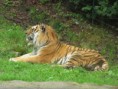 /album/vylet-do-zoo-a-dinoparku-v-plzni-29-5-2014/img-8657-jpg/