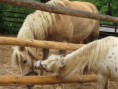 /album/vylet-do-zoo-a-dinoparku-v-plzni-29-5-2014/img-8660-jpg/