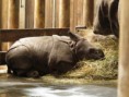 /album/vylet-do-zoo-a-dinoparku-v-plzni-29-5-2014/img-8670-jpg/
