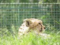 /album/vylet-zoo-a-dinopark-plzen-7-6-2017/img-4041-jpg/
