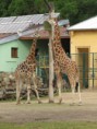 /album/vylet-zoo-a-dinopark-plzen-7-6-2017/img-4042-jpg1/